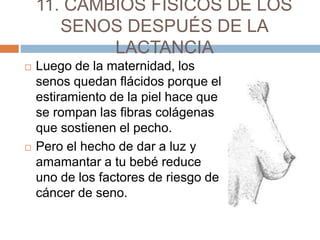 11. CAMBIOS FÍSICOS DE LOS
SENOS DESPUÉS DE LA
LACTANCIA
 Luego de la maternidad, los
senos quedan flácidos porque el
estiramiento de la piel hace que
se rompan las fibras colágenas
que sostienen el pecho.
 Pero el hecho de dar a luz y
amamantar a tu bebé reduce
uno de los factores de riesgo de
cáncer de seno.
 