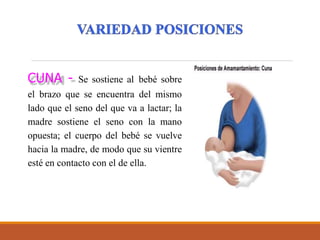 CUNA - Se sostiene al bebé sobre
el brazo que se encuentra del mismo
lado que el seno del que va a lactar; la
madre sostiene el seno con la mano
opuesta; el cuerpo del bebé se vuelve
hacia la madre, de modo que su vientre
esté en contacto con el de ella.
 