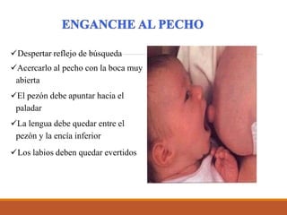 Despertar reflejo de búsqueda
Acercarlo al pecho con la boca muy
abierta
El pezón debe apuntar hacia el
paladar
La lengua debe quedar entre el
pezón y la encía inferior
Los labios deben quedar evertidos
 