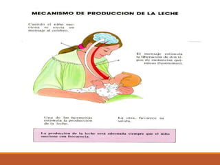 Lactancia-materna.pptx