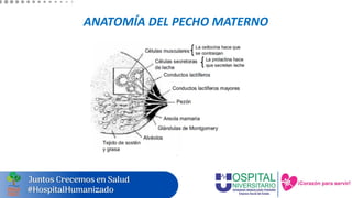ANATOMÍA DEL PECHO MATERNO
 