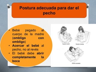 Postura adecuada para dar el
pecho
• Bebé pegado al
cuerpo de la madre
(ombligo con
ombligo)
• Acercar el bebé al
pecho, no al revés
• El bebé debe abrir
completamente la
boca
 