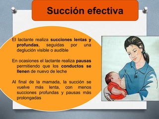 Succión efectiva
El lactante realiza succiones lentas y
profundas, seguidas por una
deglución visible o audible
En ocasiones el lactante realiza pausas
permitiendo que los conductos se
llenen de nuevo de leche
Al final de la mamada, la succión se
vuelve más lenta, con menos
succiones profundas y pausas más
prolongadas
 