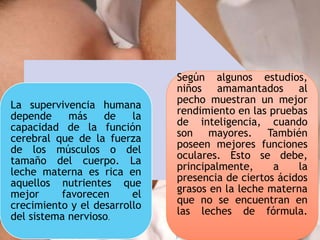 La supervivencia humana
depende más de la
capacidad de la función
cerebral que de la fuerza
de los músculos o del
tamaño del cuerpo. La
leche materna es rica en
aquellos nutrientes que
mejor favorecen el
crecimiento y el desarrollo
del sistema nervioso.
Según algunos estudios,
niños amamantados al
pecho muestran un mejor
rendimiento en las pruebas
de inteligencia, cuando
son mayores. También
poseen mejores funciones
oculares. Esto se debe,
principalmente, a la
presencia de ciertos ácidos
grasos en la leche materna
que no se encuentran en
las leches de fórmula.
 