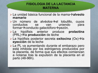  La unidad básica funcional de la mamaalveolo
mamario
 Un número de alvéolosel lobulillo, cuyos
conductos se van uniendo para
formarconducto galactóforopezón.
 La hipófisis anterior produce prolactina
(PRL)la producción de leche
 La hipófisis posterior secreta oxitocina (Ox)la
eyección de la leche
 La PL va aumentando durante el embarazo pero
está inhibida por los estrógenos producidos por
la placenta, de forma que sus efectos comienzan
a notarse tras la expulsión de la placenta en el
parto (48-96h).
FISIOLOGIA DE LA LACTANCIA
MATERNA
 