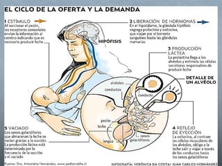 Lactancia por carolina escobar