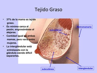 Tejido Graso subcutánea subcutánea Interglandular Retromamaria 37% de la mama es tejido graso. Es mínimo cerca al pezón, engrosándose al alejarse. Cantidad igual en ambas mamas, pero varia entre mujeres.  La interglándular está  entrelazada con la glándula siendo difícil separarlas. 