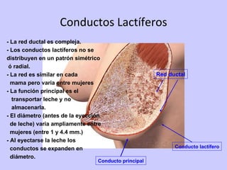 Conductos Lactíferos - La red ductal es compleja. - Los conductos lactíferos no se  distribuyen en un patrón simétrico ó radial. - La red es similar en cada  mama pero varia entre mujeres - La función principal es el transportar leche y no  almacenarla. - El diámetro (antes de la eyección de leche) varia ampliamente entre mujeres (entre 1 y 4.4 mm.) - Al eyectarse la leche los  conductos se expanden en  diámetro. Conducto principal Conducto lactífero Red ductal 