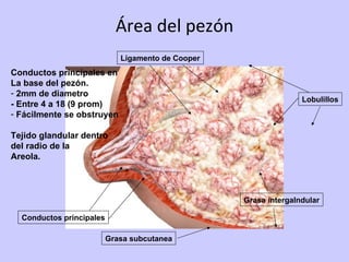 Área del pezón Grasa intergalndular Lobulillos Ligamento de Cooper Conductos principales Grasa subcutanea Conductos principales en  La base del pezón. 2mm de diametro - Entre 4 a 18 (9 prom) Fácilmente se obstruyen Tejido glandular dentro del radio de la Areola. 