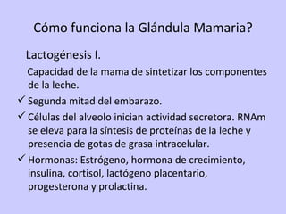 Cómo funciona la Glándula Mamaria? Lactogénesis I. Capacidad de la mama de sintetizar los componentes de la leche. Segunda mitad del embarazo. Células del alveolo inician actividad secretora. RNAm se eleva para la síntesis de proteínas de la leche y presencia de gotas de grasa intracelular. Hormonas: Estrógeno, hormona de crecimiento, insulina, cortisol, lactógeno placentario, progesterona y prolactina. 