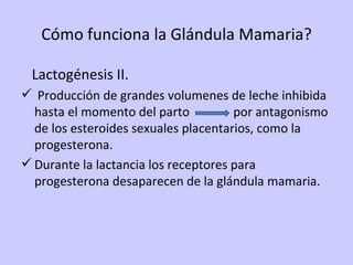 Cómo funciona la Glándula Mamaria? Lactogénesis II. Producción de grandes volumenes de leche inhibida hasta el momento del parto  por antagonismo de los esteroides sexuales placentarios, como la progesterona. Durante la lactancia los receptores para progesterona desaparecen de la glándula mamaria. 