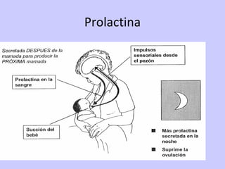 Prolactina 