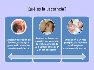 Qué es la Lactancia? 