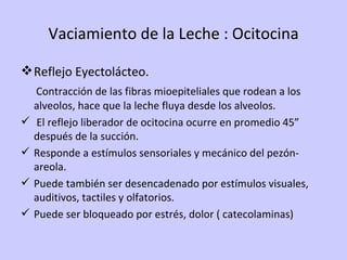 Vaciamiento de la Leche : Ocitocina Reflejo Eyectolácteo. Contracción de las fibras mioepiteliales que rodean a los alveolos, hace que la leche fluya desde los alveolos. El reflejo liberador de ocitocina ocurre en promedio 45” después de la succión. Responde a estímulos sensoriales y mecánico del pezón-areola. Puede también ser desencadenado por estímulos visuales, auditivos, tactiles y olfatorios. Puede ser bloqueado por estrés, dolor ( catecolaminas) 
