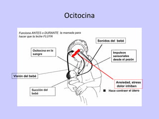 Ocitocina Sonidos del  bebé Visión del bebé Ansiedad, stress dolor inhiben 