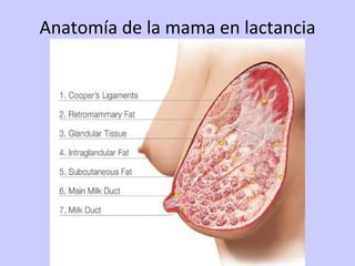 Anatomía de la mama en lactancia 