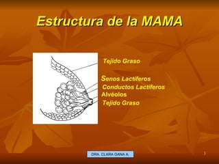Estructura de la MAMA E.U. Silvia Lagos A.   Tejido Graso S enos Lactíferos Conductos Lactíferos Alvéolos Tejido Graso   DRA. CLARA GANA A. 