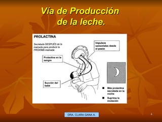 Vía de Producción  de la leche. E.U. Silvia Lagos A. DRA. CLARA GANA A. 