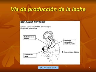 Vía de producción de la leche E.U. Silvia Lagos A. DRA. CLARA GANA A. 