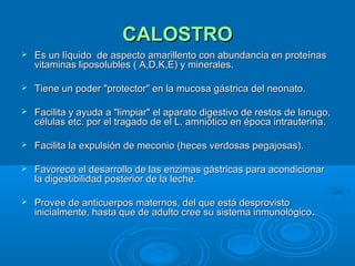 CALOSTRO Es un líquido  de aspecto amarillento con abundancia en proteínas vitaminas liposolubles ( A,D,K,E) y minerales.  Tiene un poder "protector" en la mucosa gástrica del neonato. Facilita y ayuda a "limpiar" el aparato digestivo de restos de lanugo, células etc. por el tragado de el L. amniótico en época intrauterina. Facilita la expulsión de meconio (heces verdosas pegajosas). Favorece el desarrollo de las enzimas gástricas para acondicionar la digestibilidad posterior de la leche. Provee de anticuerpos maternos, del que está desprovisto inicialmente, hasta que de adulto cree su sistema inmunológico . 