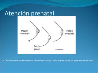 Atención prenatal




“La OMS recomienda la lactancia materna exclusiva hasta alrededor de los seis meses de edad.
 