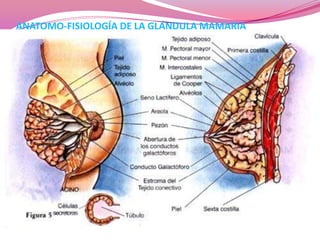 ANATOMO-FISIOLOGÍA DE LA GLÁNDULA MAMARIA

 