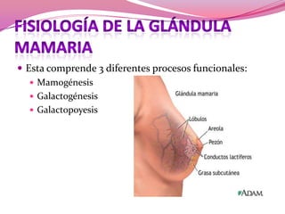  Esta comprende 3 diferentes procesos funcionales:
 Mamogénesis
 Galactogénesis
 Galactopoyesis

 