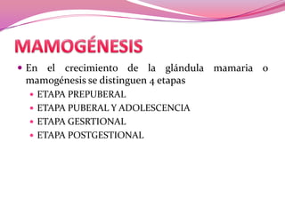  En el

crecimiento de la glándula mamaria o
mamogénesis se distinguen 4 etapas
 ETAPA PREPUBERAL
 ETAPA PUBERAL Y ADOLESCENCIA

 ETAPA GESRTIONAL
 ETAPA POSTGESTIONAL

 
