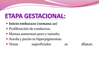  Inicio embarazo (semana 20)
 Proliferación de conductos.
 Mamas aumentan peso y tamaño.
 Areola y pezón se hiperpigmentan.

 Venas

superficiales

se

dilatan.

 