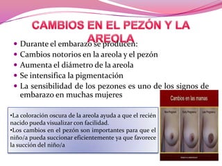





Durante el embarazo se producen:
Cambios notorios en la areola y el pezón
Aumenta el diámetro de la areola
Se intensifica la pigmentación
La sensibilidad de los pezones es uno de los signos de
embarazo en muchas mujeres

•La coloración oscura de la areola ayuda a que el recién
nacido pueda visualizar con facilidad.
•Los cambios en el pezón son importantes para que el
niño/a pueda succionar eficientemente ya que favorece
la succión del niño/a

 