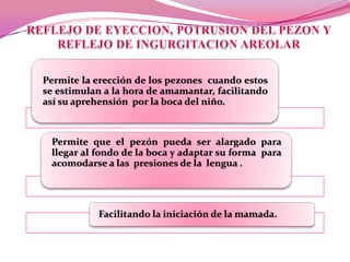 Permite la erección de los pezones cuando estos
se estimulan a la hora de amamantar, facilitando
así su aprehensión por la boca del niño.

Permite que el pezón pueda ser alargado para
llegar al fondo de la boca y adaptar su forma para
acomodarse a las presiones de la lengua .

Facilitando la iniciación de la mamada.

 
