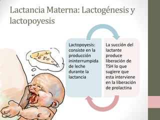 Lactancia Materna: Lactogénesis y
lactopoyesis
Lactopoyesis:
consiste en la
producción
ininterrumpida
de leche
durante la
lactancia

La succión del
lactante
produce
liberación de
TSH lo que
sugiere que
esta interviene
en la liberación
de prolactina

 