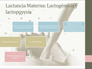 Lactancia Materna: Lactogénesis y
lactopoyesis
Para la síntesis de lactosa se
requieren dos proteínas

Galactosil transferasa

Uridín-fosfogalactosa y
glucosa

La grasa llega a las mamas a
partir de quilomicrones

α- Lacto albúmina

El agua es el principal
componente y va en
dependencia de la cantidad
de lactosa que actúa como
factor osmótico principal

 