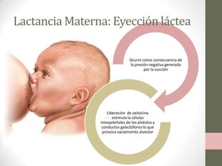 Lactancia Materna: Eyección láctea
Ocurre como consecuencia de
la presión negativa generada
por la succión

Liberación de oxitocina
estimula la células
mioepiteliales de los alvéolos y
conductos galactóforos lo que
provoca vaciamiento alveolar

 