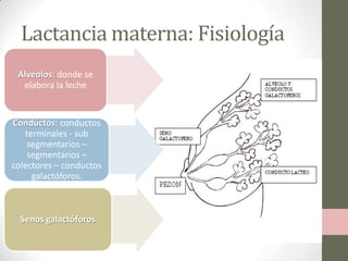 Lactancia materna: Fisiología
Alveolos: donde se
elabora la leche

Conductos: conductos
terminales - sub
segmentarios –
segmentarios –
colectores – conductos
galactóforos.

Senos galactóforos

 