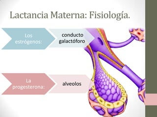 Lactancia Materna: Fisiología.
Los
estrógenos:

conducto
galactóforo

La
progesterona:

alveolos

 