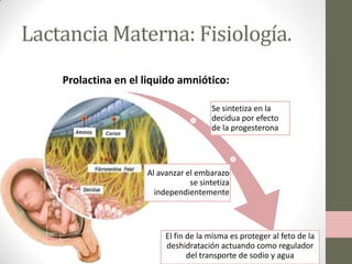 Lactancia Materna: Fisiología.
Prolactina en el liquido amniótico:
Se sintetiza en la
decidua por efecto
de la progesterona

Al avanzar el embarazo
se sintetiza
independientemente

El fin de la misma es proteger al feto de la
deshidratación actuando como regulador
del transporte de sodio y agua

 