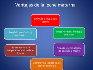 Ventajas de la leche materna
Estimula la involución
uterina
Inhibe hormonalmente la
ovulación
Propicia mayor pérdida
de peso de la madre
Disminuye la incidencia de
cáncer de mama
Se encuentra a la
temperatura adecuada, es
inocua
Beneficio económico y
psicológico
 