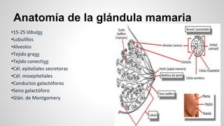 Anatomía de la glándula mamaria
•15-25 lóbulos
•Lobulillos
•Alveolos
•Tejido graso
•Tejido conectivo
•Cél. epiteliales secretoras
•Cél. mioepiteliales
•Conductos galactóforos
•Seno galactóforo
•Glán. de Montgomery
 