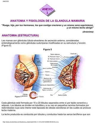 ANATOMIA Y FISIOLOGÍA DE LA GLANDULA MAMARIA
"Ruega, hija, por tus hermanos, los que contigo crecieron y un mismo seno exprimieron,
y un mismo techo abrigó"
(Anónimo)
ANATOMIA (ESTRUCTURA)
Las mamas son glándulas túbulo-alveolares de secreción externa, consideradas
embriológicamente como glándulas sudoríparas modificadas en su estructura y función.
(Figura 5).
Figura 5
Cada glándula está formada por 15 a 20 lóbulos separados entre sí por tejido conectivo y
adiposo. Los lóbulos se dividen en lobulillos y a su vez en pequeños racimos formados por
redondeadas cuya cara interior está tapizada de células secretoras en las cuales se produce
leche materna.
La leche producida es conducida por túbulos y conductos hasta los senos lactíferos que son
ANEXOS
http://www.encolombia.com/lactancia_anatomia23.htm (1 of 3) [10/12/2000 09:24:04 a.m.]
 