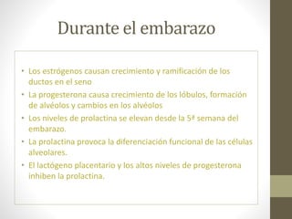 Durante el embarazo
• Los estrógenos causan crecimiento y ramificación de los
ductos en el seno
• La progesterona causa crecimiento de los lóbulos, formación
de alvéolos y cambios en los alvéolos
• Los niveles de prolactina se elevan desde la 5ª semana del
embarazo.
• La prolactina provoca la diferenciación funcional de las células
alveolares.
• El lactógeno placentario y los altos niveles de progesterona
inhiben la prolactina.
 