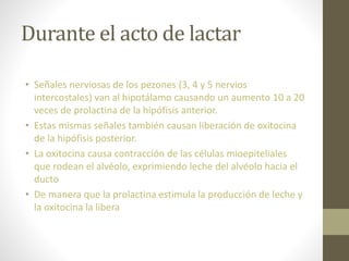 Durante el acto de lactar
• Señales nerviosas de los pezones (3, 4 y 5 nervios
intercostales) van al hipotálamo causando un aumento 10 a 20
veces de prolactina de la hipófisis anterior.
• Estas mismas señales también causan liberación de oxitocina
de la hipófisis posterior.
• La oxitocina causa contracción de las células mioepiteliales
que rodean el alvéolo, exprimiendo leche del alvéolo hacia el
ducto
• De manera que la prolactina estimula la producción de leche y
la oxitocina la libera
 