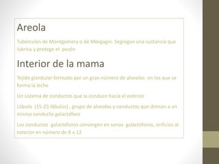 Areola
Tubérculos de Montgomery o de Morgagni. Segregan una sustancia que
lubrica y protege el pezón
Interior de la mama
Tejido glandular formado por un gran número de alveolos en los que se
forma la leche
Un sistema de conductos que la conduce hacia el exterior
Lóbulo (15-25 lóbulos) , grupo de alveolos y conductos que drenan a un
mismo conducto galactóforo
Los conductos galactóforos convergen en senos galactóforos, orificios al
exterior en número de 8 a 12
 