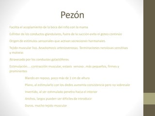 Pezón
Facilita el acoplamiento de la boca del niño con la mama
Esfínter de los conductos glandulares, fuera de la succión evita el goteo continúo
Origen de estímulos sensoriales que activan secreciones hormonales
Tejido muscular liso. Anastomosis arteriovenosas. Terminaciones nerviosas sensitivas
y motoras
Atravesado por los conductos galactóforos
Estimulación…..contracción muscular, estaxis venoso…más pequeños, firmes y
prominentes
Blando en reposo, poco más de 1 cm de altura
Plano, al estimularlo con los dedos aumenta consistencia pero no sobresale
Invertido, al ser estimulado penetra hacia el interior
Anchos, largos pueden ser difíciles de introducir
Duros, mucho tejido muscular
 