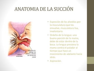 ANATOMIA DE LA SUCCIÓN
• Expresión de los alveólos por
la musculatura que los
envuelve, musculatura lisa,
involuntaria.
• Ordeño de la lengua: una
buena porción de la mama,
debe de estar dentro de la
boca. La lengua presiona la
mama contra el paladar al
tiempo que hace un
movimiento de adelante hacia
atrás.
• Aspiración.
 