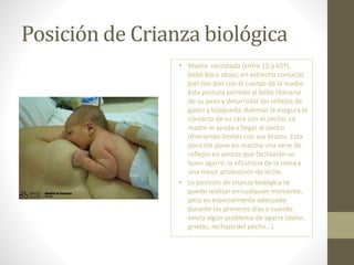 Posición de Crianza biológica
• Madre recostada (entre 15 y 65º),
bebé boca abajo, en estrecho contacto
piel con piel con el cuerpo de la madre.
Esta postura permite al bebé liberarse
de su peso y desarrollar los reflejos de
gateo y búsqueda. Además le asegura el
contacto de su cara con el pecho. La
madre le ayuda a llegar al pecho
ofreciendo límites con sus brazos. Esta
posición pone en marcha una serie de
reflejos en ambos que facilitarán un
buen agarre, la eficiencia de la toma y
una mejor producción de leche.
• La posición de crianza biológica se
puede realizar en cualquier momento,
pero es especialmente adecuada
durante los primeros días y cuando
exista algún problema de agarre (dolor,
grietas, rechazo del pecho…).
 
