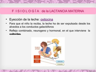 • Eyección de la leche: oxitocina
• Para que el niño la reciba, la leche ha de ser expulsada desde los
alveolos a los conductos galactóforos
• Reflejo combinado, neurogeno y hormonal, en el que interviene la
oxitocina.
F I S I O L O G Í A de la LACTANCIA MATERNA
 