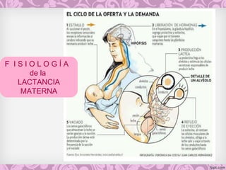 F I S I O L O G Í A
de la
LACTANCIA
MATERNA
 