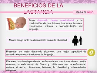 BENEFICIOS DE LA
LACTANCIA PARA EL NIÑO
Buen desarrollo dento- máxilo-facial y la
maduración de las futuras funciones bucales:
masticación, mímica y fonoarticulación del
lenguaje.
Menor riesgo tanto de desnutrición como de obesidad
Presentan un mejor desarrollo sicomotor, una mejor capacidad de
aprendizaje y menos trastornos de lenguaje.
Diabetes insulino-dependiente, enfermedades cardiovasculares, colitis
ulcerosa, la enfermedad de Crohn y colitis ulcerosa, la enfermedad
celíaca, el asma, leucemias, linfomas, la obesidad y enfermedades
alérgicas.
 