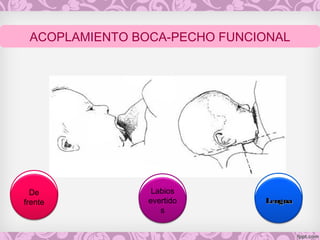 Labios
evertido
s
LenguaLengua
De
frente
ACOPLAMIENTO BOCA-PECHO FUNCIONAL
 